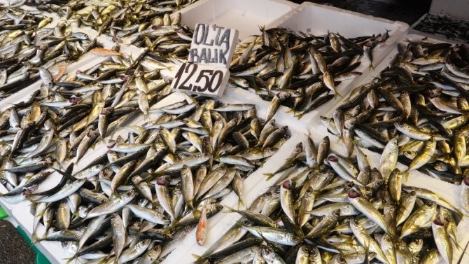 Trabzonlular hamsi bulamayınca büyük şok yaşadı
