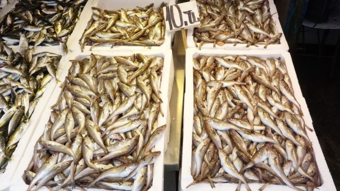 Trabzonlular hamsi bulamayınca büyük şok yaşadı