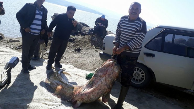 MANİSA'nın Salihli ilçesinde Dev yayın balığı görenleri şaşırttı