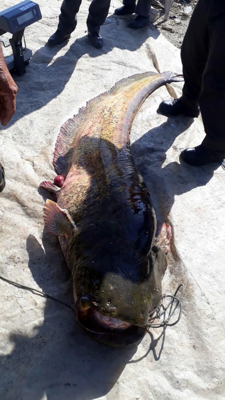 MANİSA'nın Salihli ilçesinde Dev yayın balığı görenleri şaşırttı