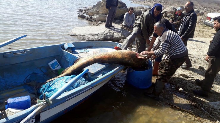MANİSA'nın Salihli ilçesinde Dev yayın balığı görenleri şaşırttı