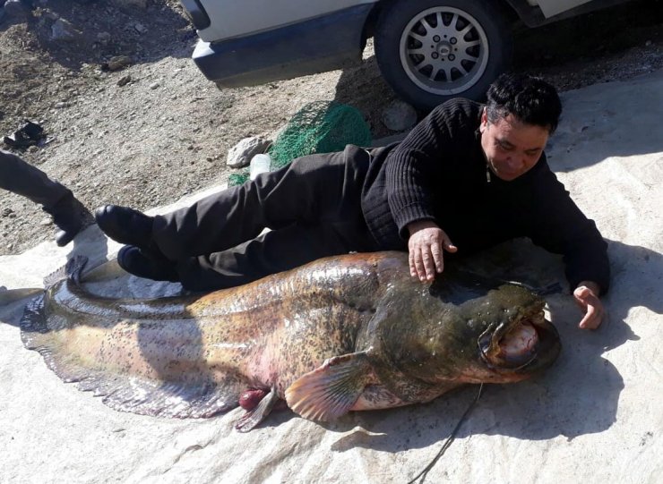 MANİSA'nın Salihli ilçesinde Dev yayın balığı görenleri şaşırttı