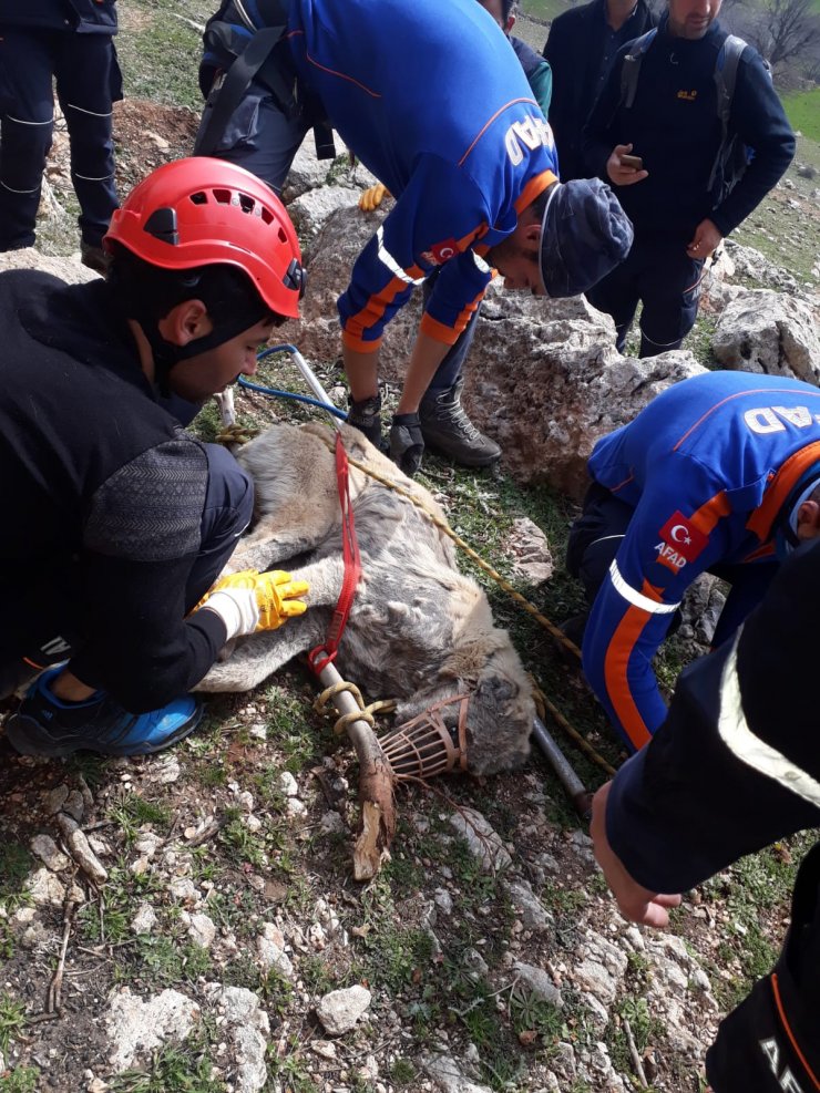 DİYARBAKIR'ın Çermik ilçesinde Kayalıklarda mahsur kalan köpek kurtarıldı