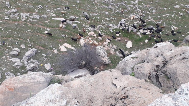 DİYARBAKIR'ın Çermik ilçesinde Kayalıklarda mahsur kalan köpek kurtarıldı