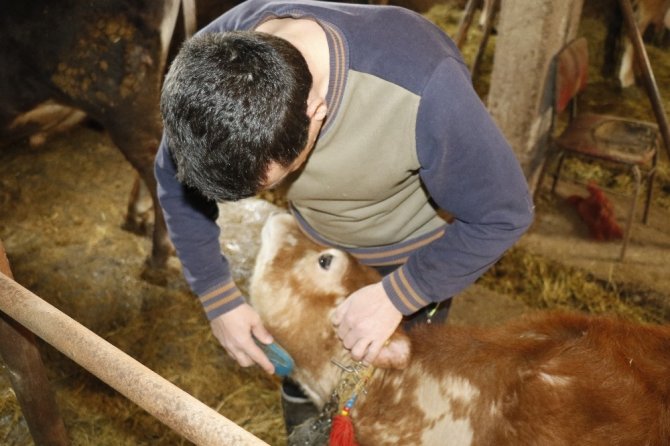 Engin Zaman,: "Bütün mal varlığım 2 inek, 1 tosun, 1 buzağı, 1 köpek, 3 kedi ve kitaplarım"