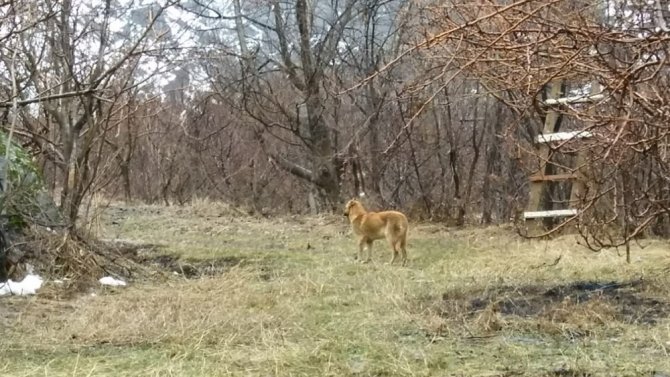 Hakkari-Çukurca karayolu üzerinde Aracın çarptığı köpek tedavi altına alındı