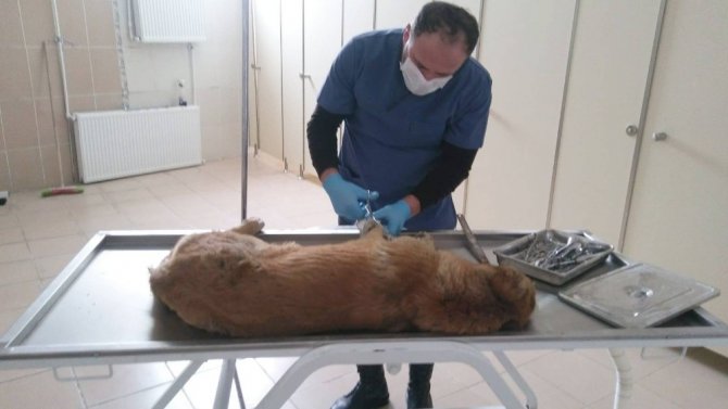 Hakkari-Çukurca karayolu üzerinde Aracın çarptığı köpek tedavi altına alındı