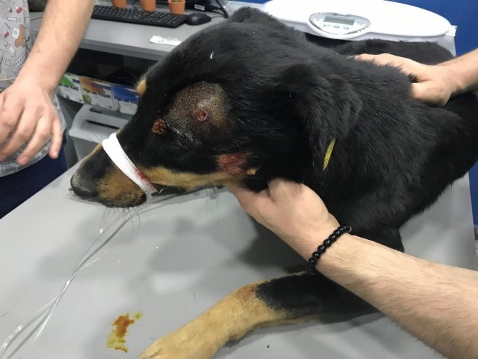 İstanbul Ataşehir'de Havlama sesinden rahatsız olduğu köpeği başından vurdu