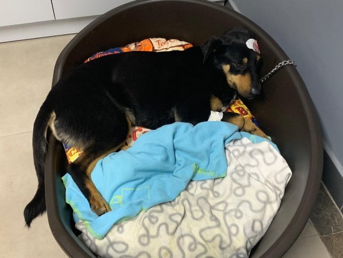 İstanbul Ataşehir'de Havlama sesinden rahatsız olduğu köpeği başından vurdu