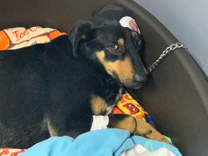 İstanbul Ataşehir'de Havlama sesinden rahatsız olduğu köpeği başından vurdu