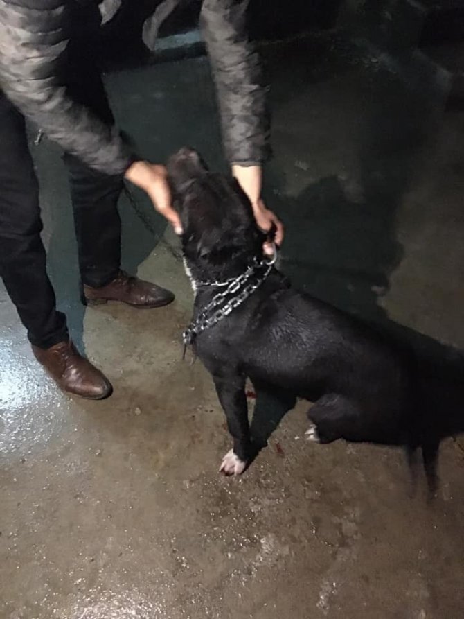 Kilis'te, kuyuya düşen köpek itfaiye ekipleri tarafından kuyudan çıkarıldı.