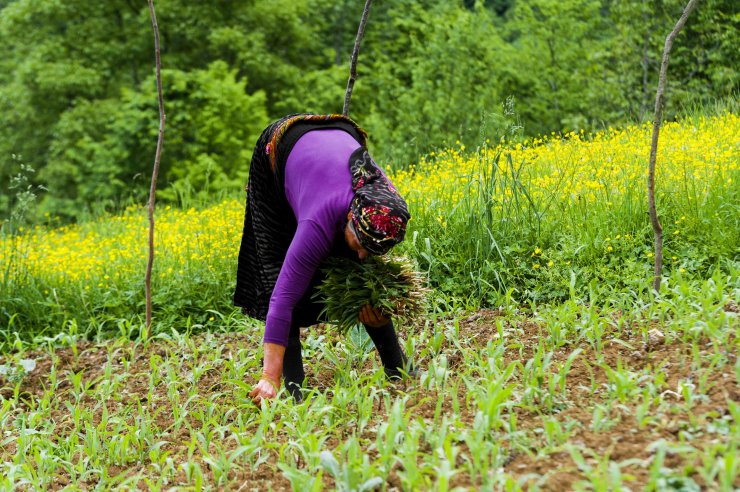 Karadenizli kadınlar, her mevsim çalışkan ve güçlü