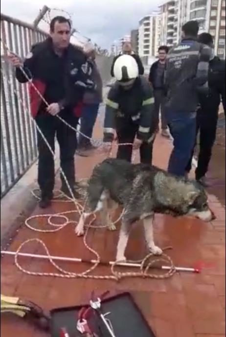 Şanlıurfa'da sulama kanalına düşen bir köpek, itfaiye ekipleri tarafından kurtarıldı.