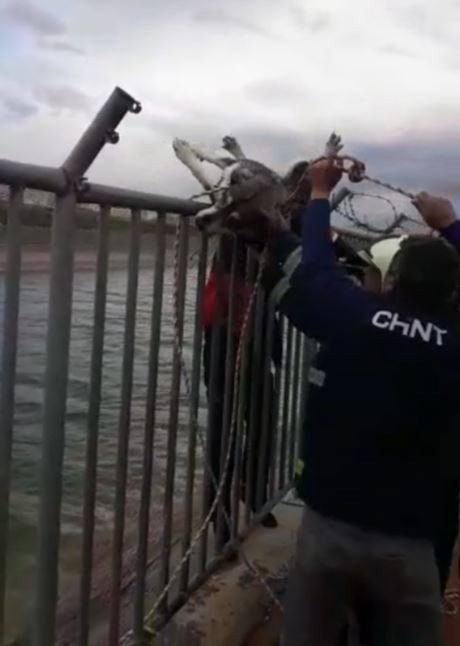 Şanlıurfa'da sulama kanalına düşen bir köpek, itfaiye ekipleri tarafından kurtarıldı.