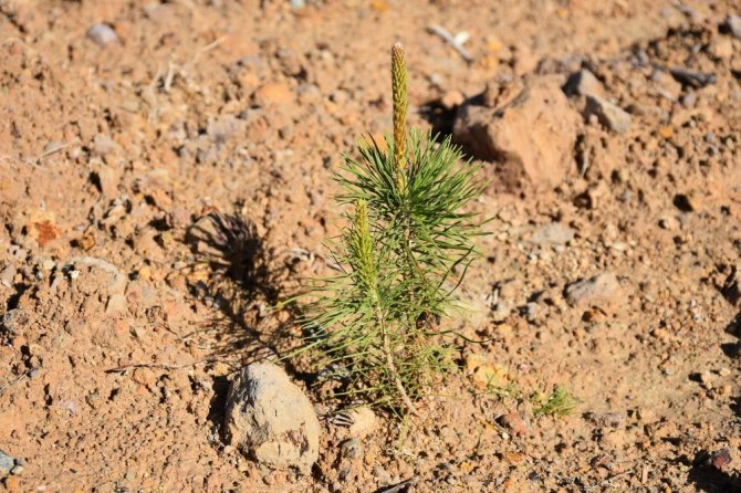 Çamburnu’ndaki Sarıçam Ormanı’na yaklaşık 29 bin yeni sarıçam fidanı dikildi