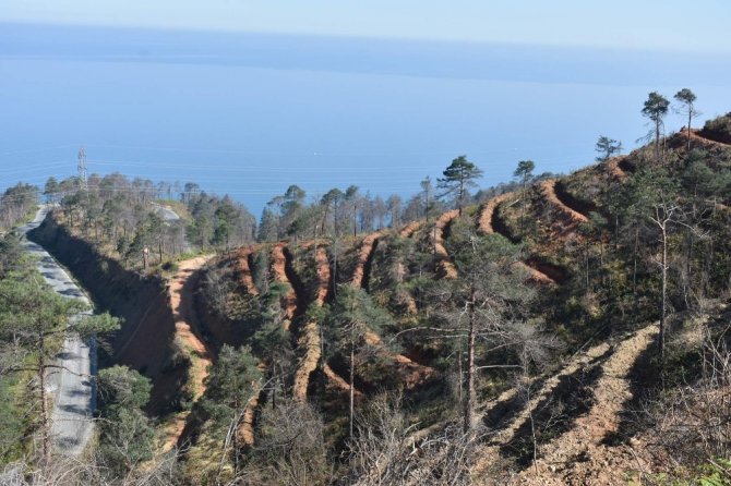 Çamburnu’ndaki Sarıçam Ormanı’na yaklaşık 29 bin yeni sarıçam fidanı dikildi
