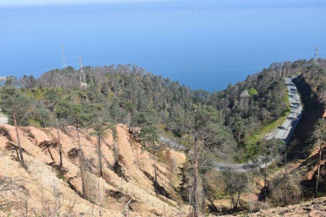 Çamburnu’ndaki Sarıçam Ormanı’na yaklaşık 29 bin yeni sarıçam fidanı dikildi
