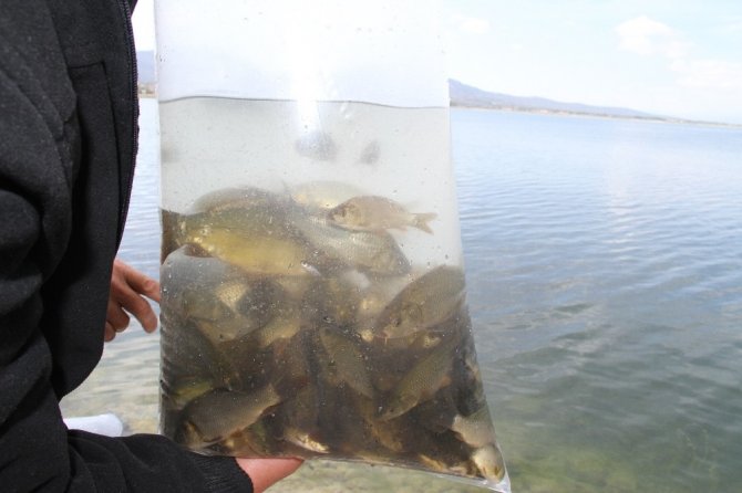 Konya'nın Beyşehir ilçesine, göl sularına yavru sazan balık desteğinde bulunuldu.