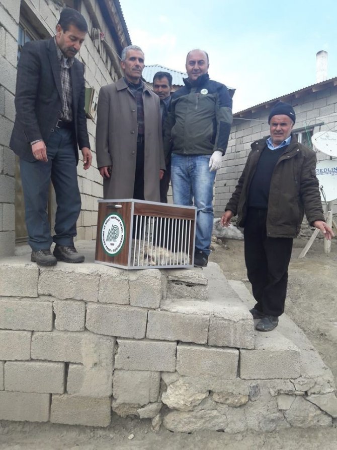 Van'ın Saray ilçesinde vatandaşlar tarafından yaralı olarak bulunan Tilki, tedavi altına alındı.