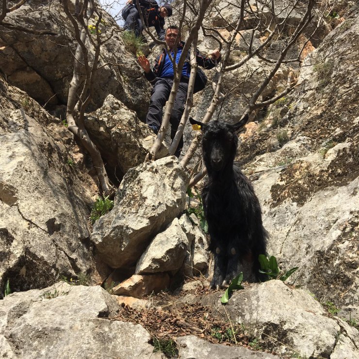 TOKAT'ta Kayalıklarda mahsur kalan keçiyi AFAD kurtardı