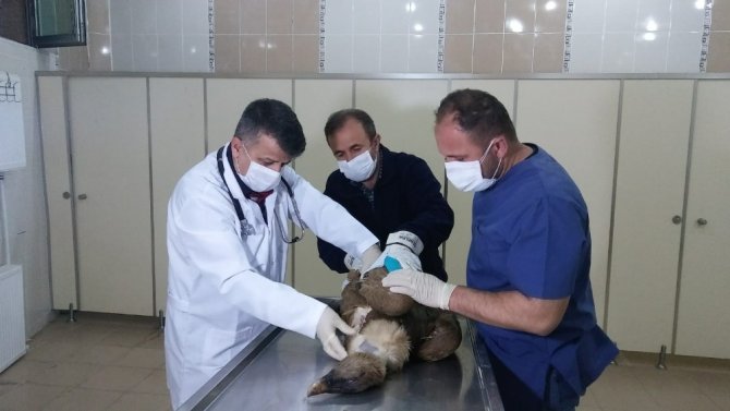 Hakkari'nin Çukurca ilçesinde Yaralı akbaba tedavi altına alındı
