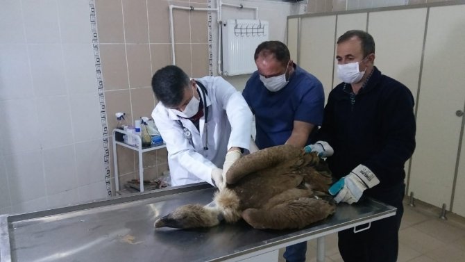 Hakkari'nin Çukurca ilçesinde Yaralı akbaba tedavi altına alındı