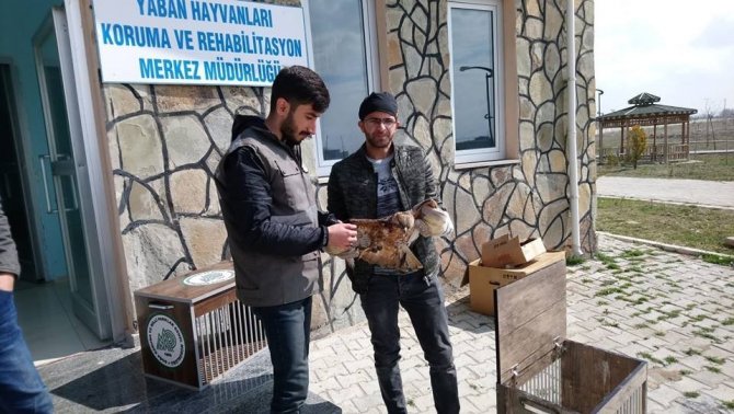 Van'da Yaralı kuşlar tedavi altına alındı