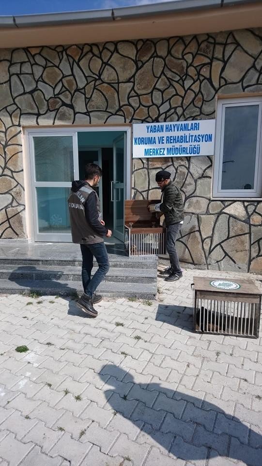 Van'da Yaralı kuşlar tedavi altına alındı