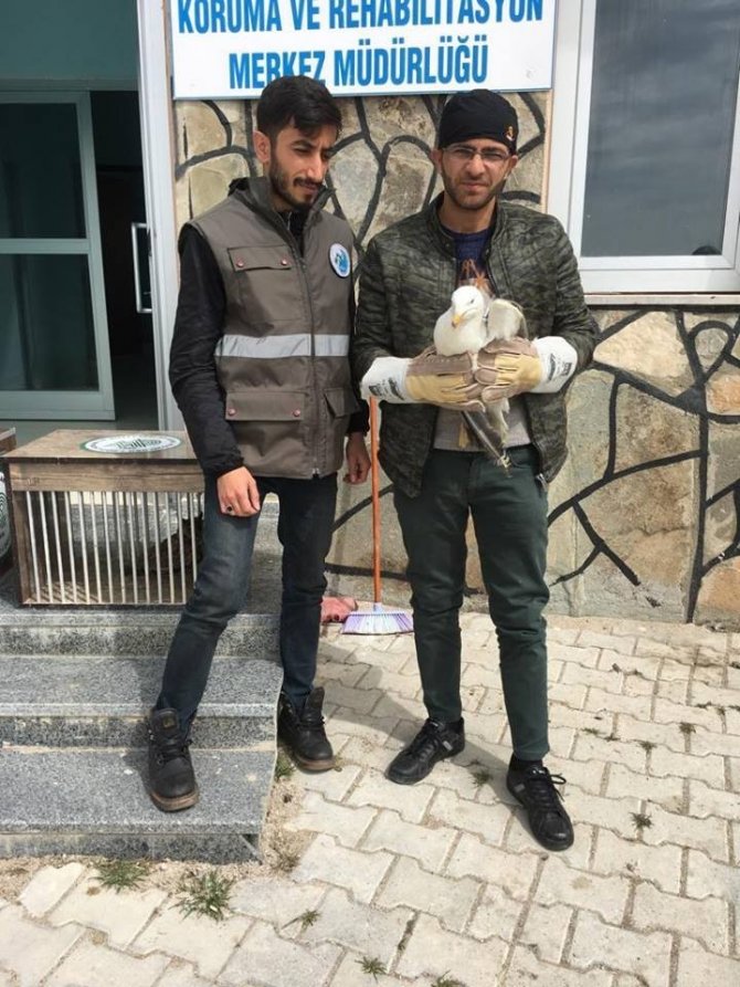 Van'da Yaralı kuşlar tedavi altına alındı