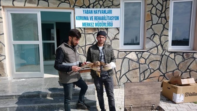Van'da Yaralı kuşlar tedavi altına alındı