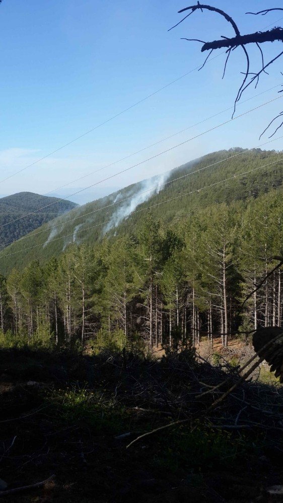 Muğla'da Orman yangını