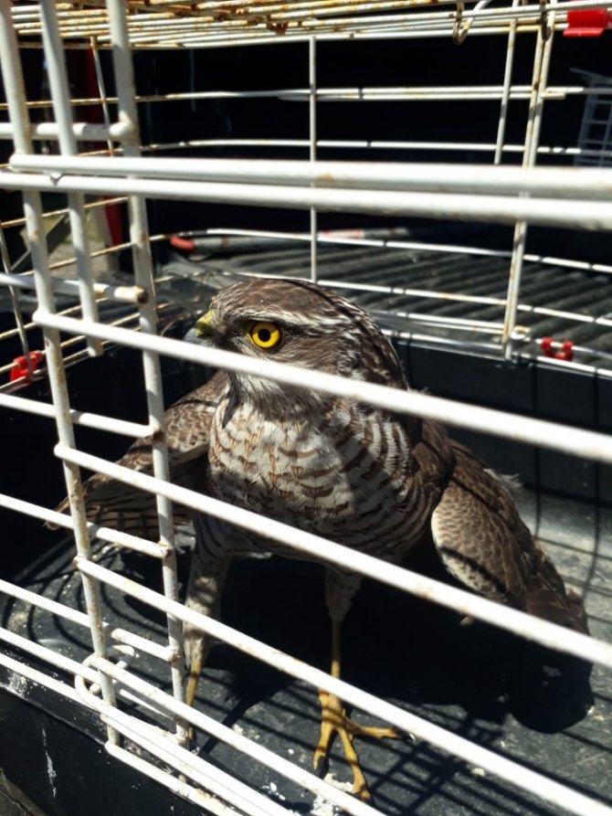 Ordu'da Yaralı atmaca koruma altına alındı