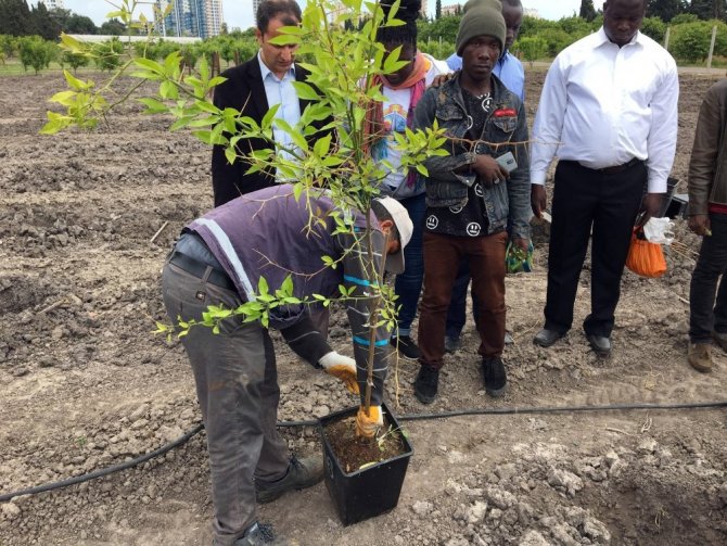 TİKA, Gana-Akra ve Liberya-Paynesville Belediyesi çalışanlarına park ve bahçecilik eğitimi verdi