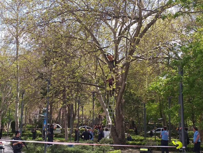 Kızılay'da ağaca çıkan bir kişi boynuna ip bağlayarak kendini atmaya çalıştı