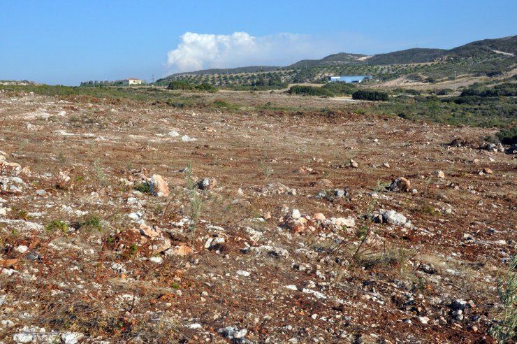 AYDIN Didim'de 'Hazine' arazilerini talan ettikleri ileri sürülen 15 kişi gözaltına alındı