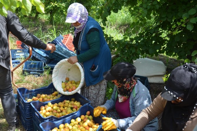 Hatay’da Novagor ve Kolarago cinsi kayısıların hasadı başladı