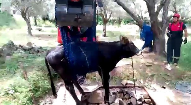 Muğla'nın Bodrum ilçesinde Foseptiğe düşen ineği itfaiye kurtardı