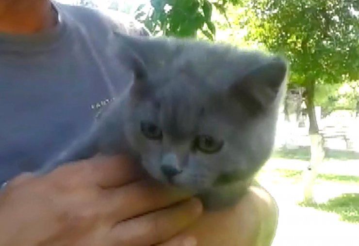 Mersin'in Tarsus ilçesinde Ağaçta mahsur kalan kediyi itfaiye ekipleri kurtardı