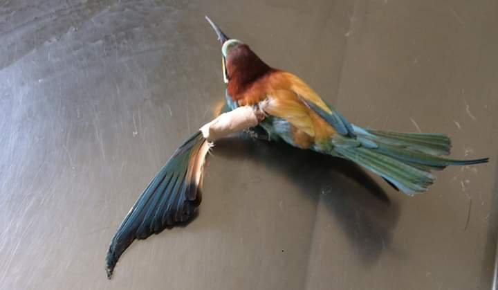 Yalova'nın Çınarcık ilçesinde Yaralı arı kuşu tedavi edildi