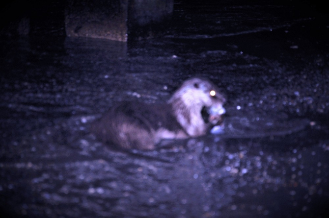 Tekirdağ’da Su Samuru bulundu