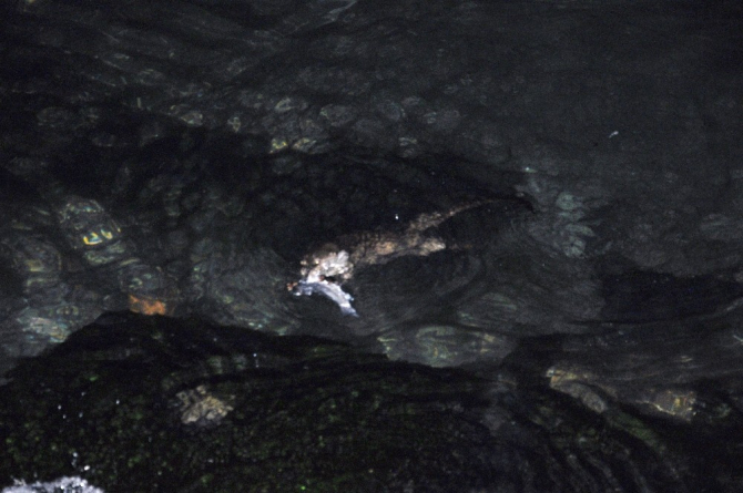 Tekirdağ’da Su Samuru bulundu