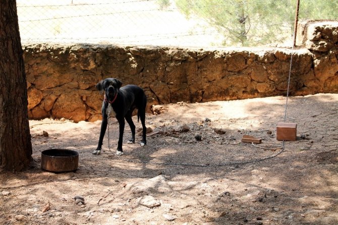 Yumurtaları çalınınca güvenlik kamerası yerleştirdi, hırsızı görünce neye uğradığını şaşırdı