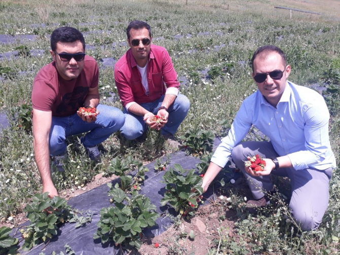 Çaldıran’da yerli çilek üretimi ikinci yılında