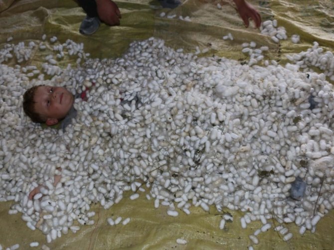 Köylüler çareyi ipekböceğinde buldu