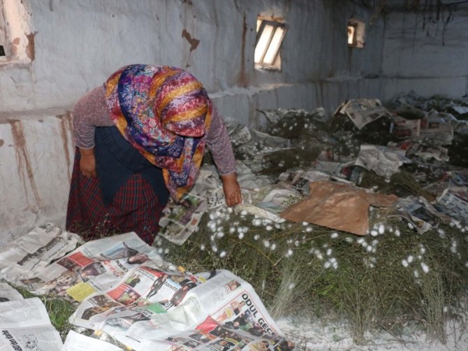Köylüler çareyi ipekböceğinde buldu