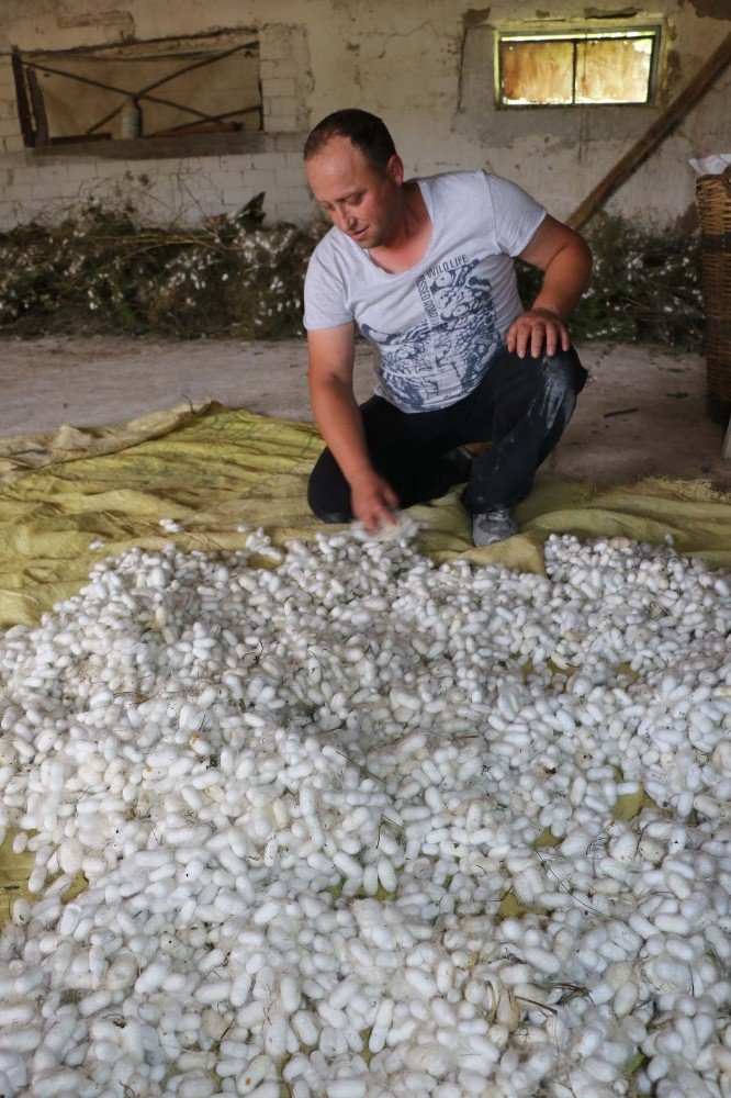 Köylüler çareyi ipekböceğinde buldu