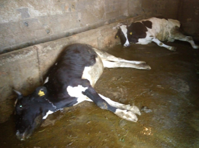 Geçim kaynağı olan inekleri telef oldu