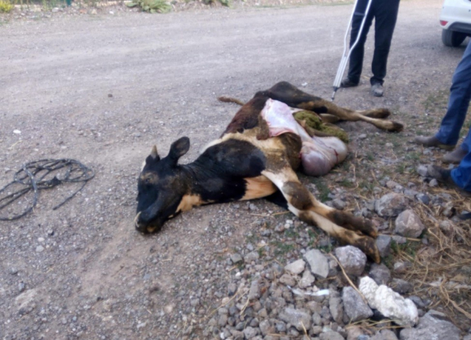 Geçim kaynağı olan inekleri telef oldu