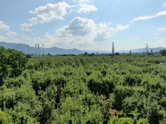 (Özel) Armut ihtiyacının yüzde 60'ını bu bölgeden karşılanıyor
