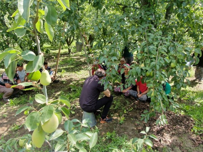 (Özel) Armut ihtiyacının yüzde 60'ını bu bölgeden karşılanıyor